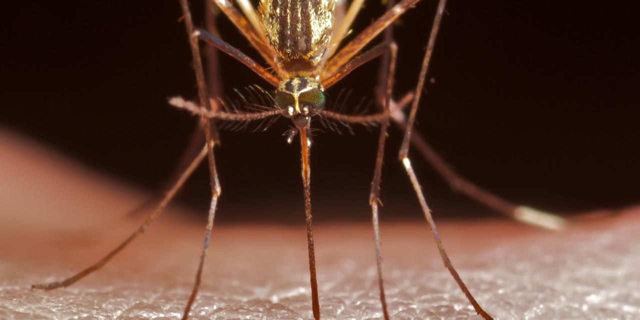 Los síntomas de la malaria y la malaria post thumbnail image